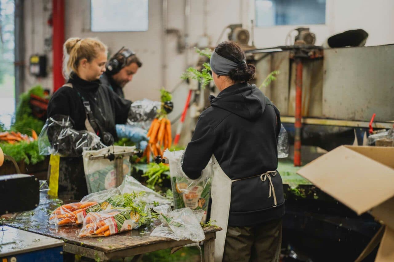 Pakking av gulrøtter på Bru Gard